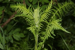 Pedicularis procera
