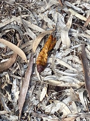 Abantiades atripalpis