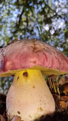 Rubroboletus pulchrotinctus