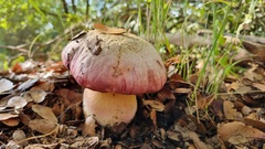 Rubroboletus pulchrotinctus