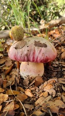 Rubroboletus pulchrotinctus