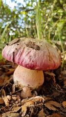 Rubroboletus pulchrotinctus
