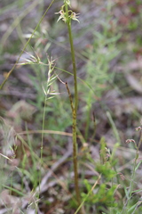 Prasophyllum pyriforme