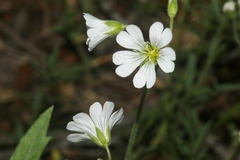 Cerastium arvense
