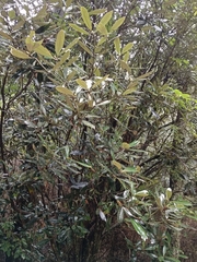 Rhododendron formosanum