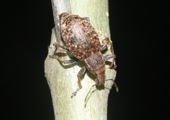 Trichalophus alternatus