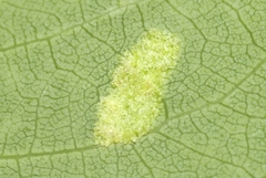 Phyllocoptes didelphis