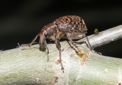 Trichalophus alternatus