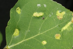 Phyllocoptes didelphis