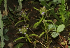 Dracocephalum parviflorum