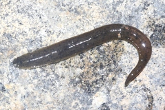 Haemopis marmorata