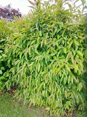 Backhousia citriodora