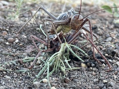 Acanthoplus