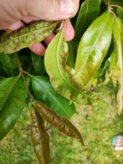 Backhousia citriodora