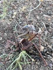 Acanthoplus