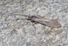 Nemotaulius hostilis