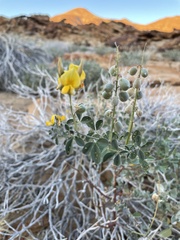 Crotalaria