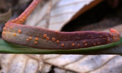Puccinia mariae-wilsoniae