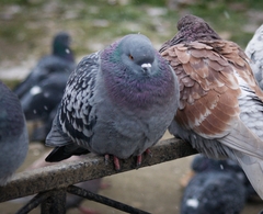 Columba livia domestica
