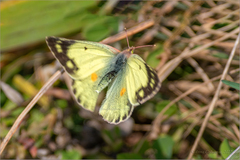 Colias poliographus