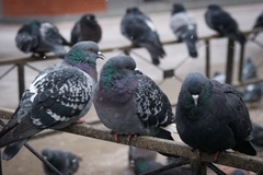 Columba livia domestica