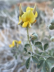 Crotalaria