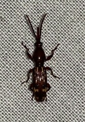 Arrhenodes minutus