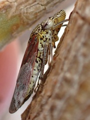 Homalodisca liturata