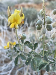 Crotalaria