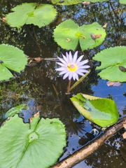 Nymphaea nouchali caerulea