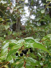 Gaultheria leucocarpa