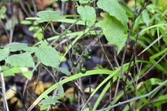 Solanum lyratum