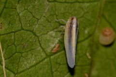 Cixiidae