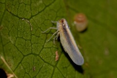 Cixiidae