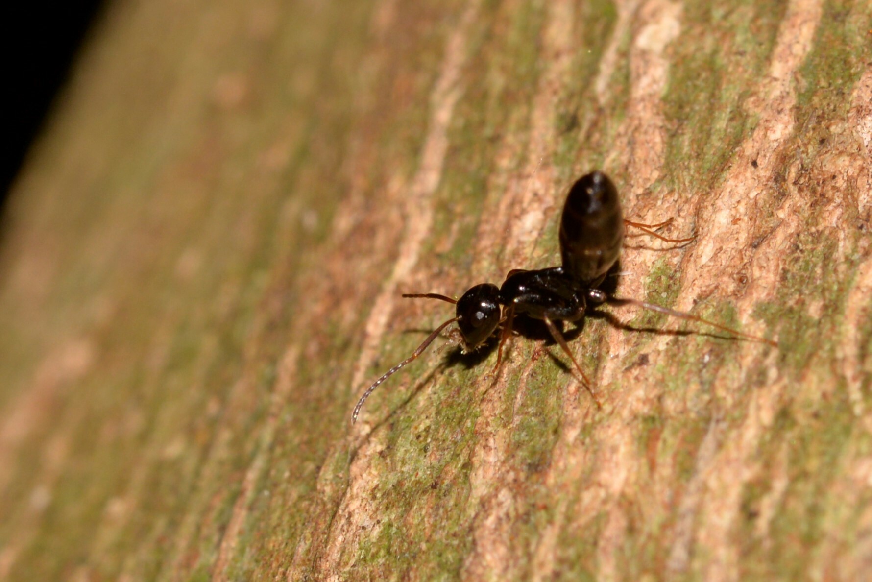 Colobopsis howensis