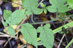 Solanum lyratum