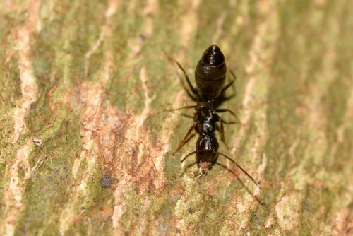 Colobopsis howensisColobopsis howensis