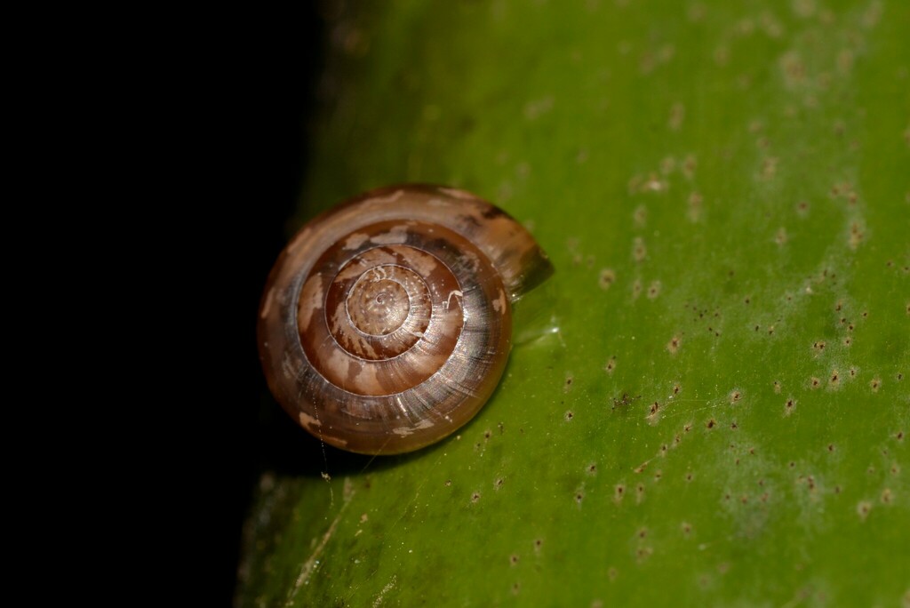 tiny yellow glass-snail