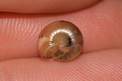 Innesoconcha flavescens