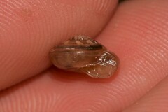 Innesoconcha flavescens