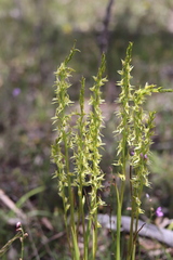Prasophyllum pyriforme