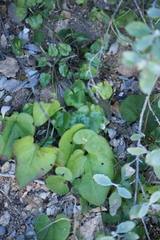 Mimophytum alienoides