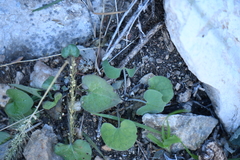 Mimophytum alienoides