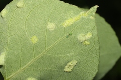 Phyllocoptes didelphis