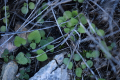 Mimophytum alienoides