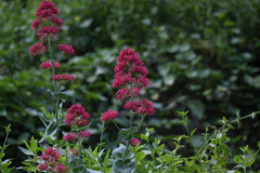 Centranthus ruber ruber