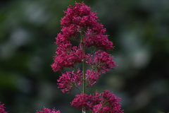Centranthus ruber ruber
