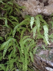 Osmolindsaea odorata