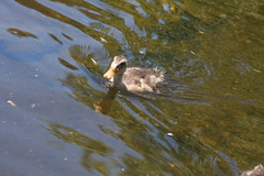 Anas platyrhynchos domesticus