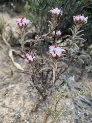 Crassula pruinosa